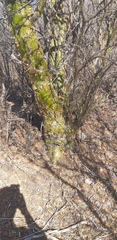 Fouquieria macdougalii