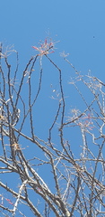 Fouquieria macdougalii