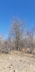 Fouquieria macdougalii