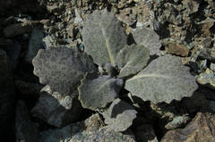 Caulanthus amplexicaulis barbarae