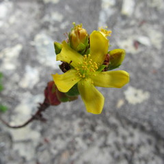 Hypericum mexicanum