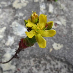 Hypericum mexicanum