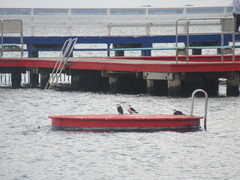 Microcarbo melanoleucos