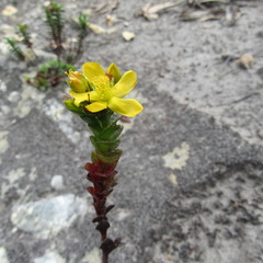 Hypericum mexicanum