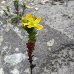Hypericum mexicanum