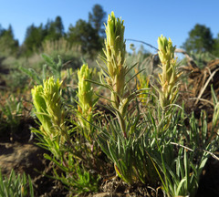 Castilleja pilosa pilosa