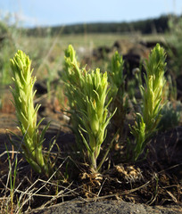 Castilleja pilosa pilosa