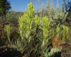 Castilleja pilosa pilosa