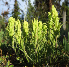 Castilleja pilosa pilosa