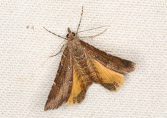 Chrysolarentia heteroleuca