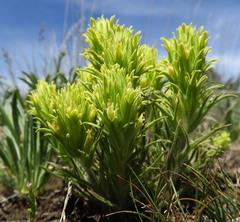 Castilleja oresbia