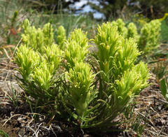 Castilleja oresbia