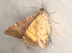 Chrysolarentia heteroleuca