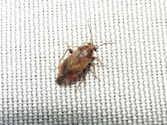 Agnocoris