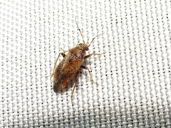 Agnocoris