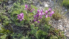 Astragalus suffruticosus