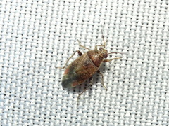 Agnocoris