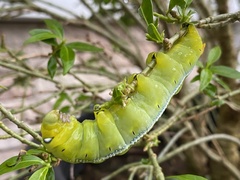 Daphnis nerii