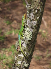 Anolis heterodermus