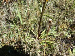 Gentianella corymbifera