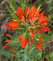 Castilleja hispida acuta