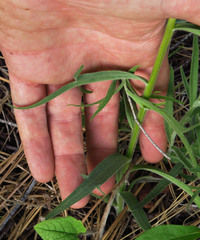 Castilleja hispida acuta