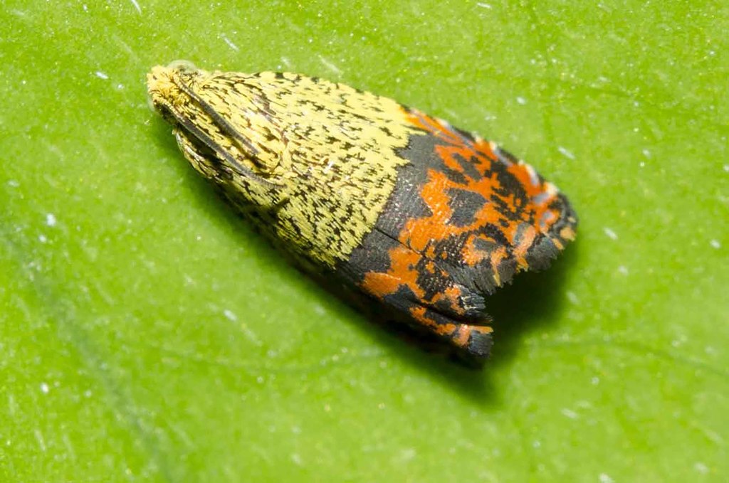 Anthozela