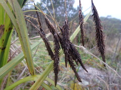 Carex pichinchensis