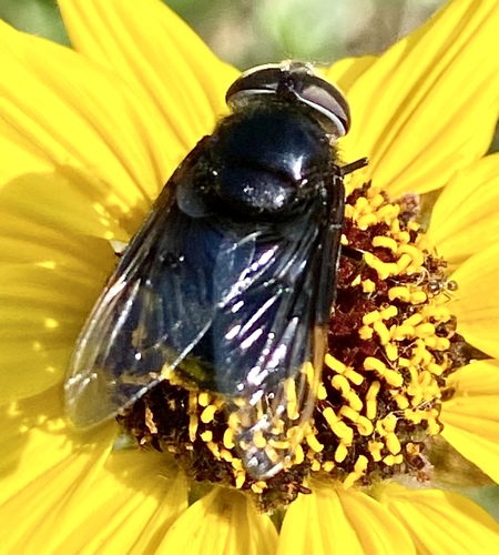 iNaturalist observation photo of Copestylum violaceum