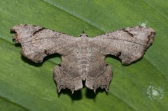 Dysaethria quadricaudata