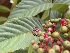 Apis florea