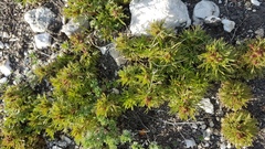 Chamaerhodos grandiflora