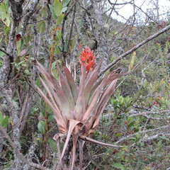 Tillandsia turneri