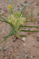 Asclepias labriformis