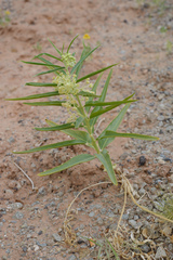Asclepias labriformis
