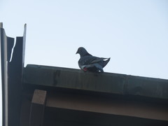 Columba livia domestica