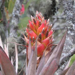 Tillandsia turneri