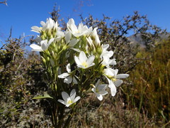Gentianella corymbifera