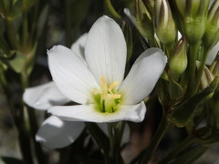 Gentianella corymbifera