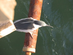 Nycticorax nycticorax