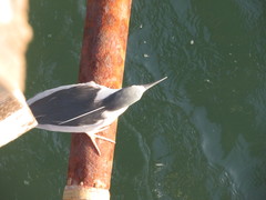 Nycticorax nycticorax