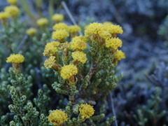 Helichrysum parvifolium