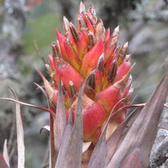 Tillandsia turneri