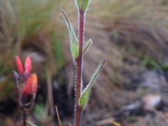 Castilleja integrifolia