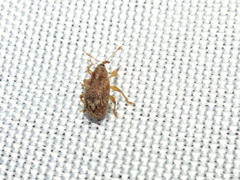 Lignyodes horridulus