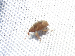 Lignyodes horridulus