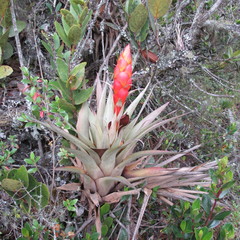 Tillandsia turneri