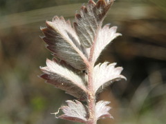Acaena caesiiglauca