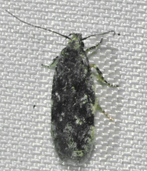 Chionodes obscurusella