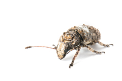Toxonotus cornutus
